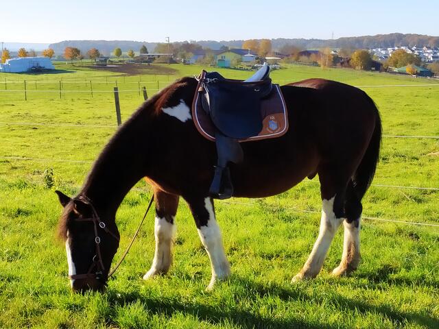 Das Pferd - oder ist es ein Pony? - grast ganz gemütlich und entspannt das frische Grün