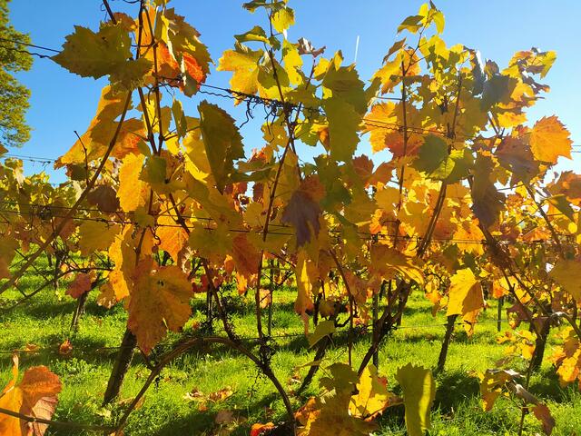 Golden leuchten die Weinblätter in der Sonne