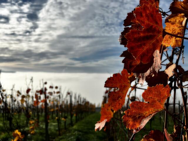 Es gibt noch Farbe in den Weinbergen | Foto: Moni Bordt
