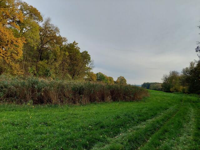 Eine Schilfinsel im Wiesental des Gruppenbachs.
