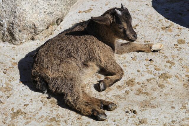 Siesta