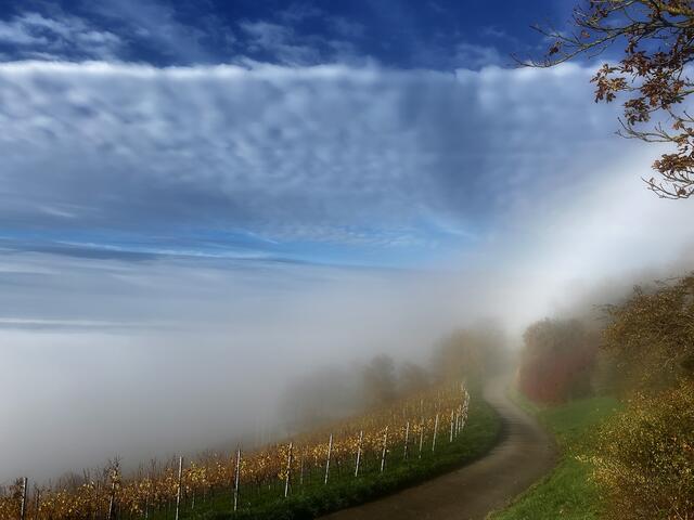 Nebelschwaden ziehen über den Wartberg; hier der "Blick" in Richtung Neckarsulm | Foto: Moni Bordt