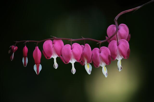 Bild des Monats Hohenlohe im Mai 2022: "Der Hingucker in unserem Garten, das tränende Herz" von Heimatreporter Rüdiger Reingräber. | Foto: Rüdiger Reingräber