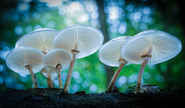 Bild des Monats Unterland/Kraichgau im Oktober 2022: "Kleine Kunstwerke im Wald" von Heimatreporterin Uschi Pohl. | Foto: Uschi Pohl
