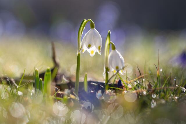 Bild des Monats Unterland/Kraichgau im März 2022: "Die Farben des Frühlings erwachen" von Heimatreporter Stefan Seiz. | Foto: Stefan Seiz