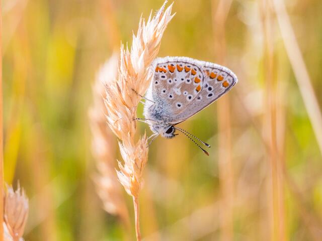 Bild des Monats Unterland/Kraichgau im August 2022: "Kleiner Sonnenröschen-Bläuling" von Heimatreporterin Tanja Blind. | Foto: Tanja Blind