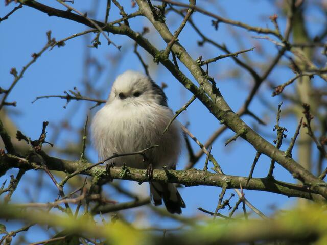 Bild des Monats Hohenlohe im Februar 2022: "Wintertage" von Heimatreporter Helmut Brehm. | Foto: Helmut Brehm