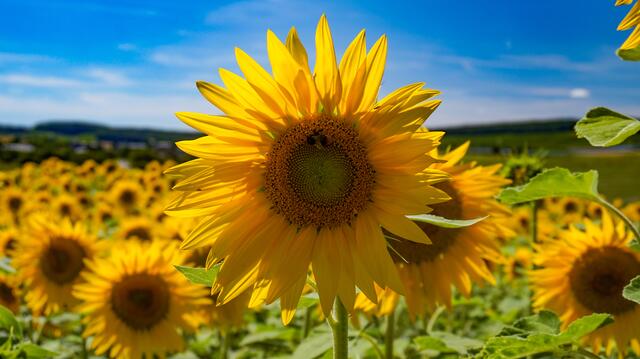 Bild des Monats Hohenlohe im Juli 2022: "Sommer in Hohenlohe" von Heimatreporter Marvin Scheuring. | Foto: Marvin Scheuring