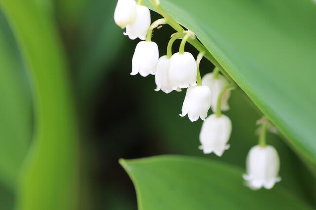 Bild des Monats Unterland/Kraichgau im Mai 2022: "Maiglöckchen" von Heimatreporterin Elektra Domesle. | Foto: Elektra Domesle