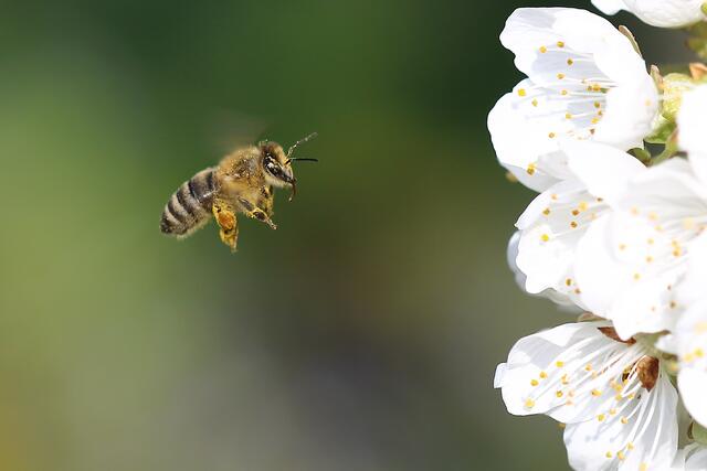 Bild des Monats Hohenlohe im April 2022: "Im Anflug" von Heimatreporter Martin Butz. | Foto: Martin Butz