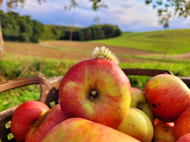 Bild des Monats Hohenlohe im August 2022: "Apfelernte" von Heimatreporterin Stephanie Rüdele. | Foto: Stephanie Rüdele