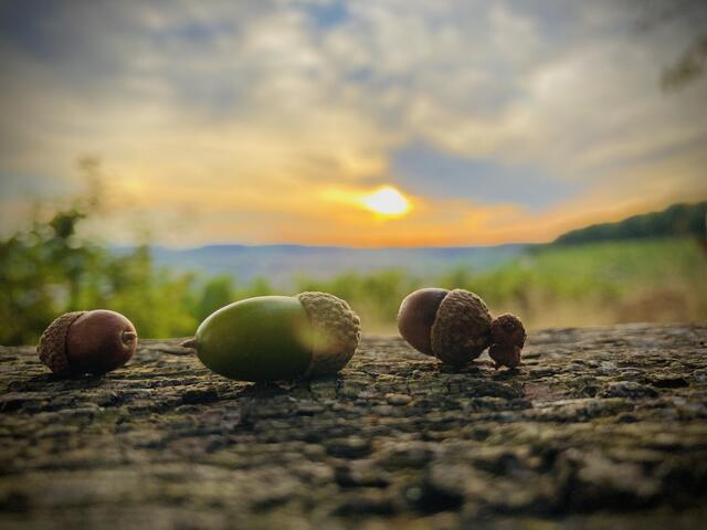 Bild des Monats Unterland/Kraichgau im September 2022: "Nüsse" von Heimatreporterin Corina Deininger. | Foto: Corina Deininger