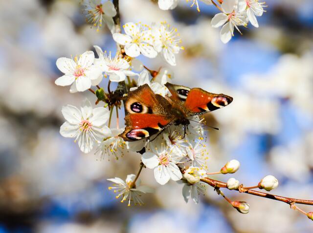 Bild des Monats Hohenlohe im März 2022: "Frühling pur" von Heimatreporterin Stephanie Rüdele. | Foto: Stephanie Rüdele