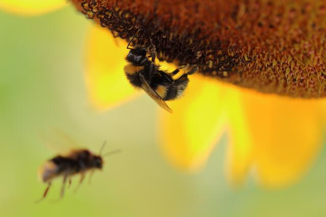 Bild des Monats Hohenlohe im August 2022: "Beim Naschen erwischt" von Heimatreporter Martin Butz. | Foto: Martin Butz