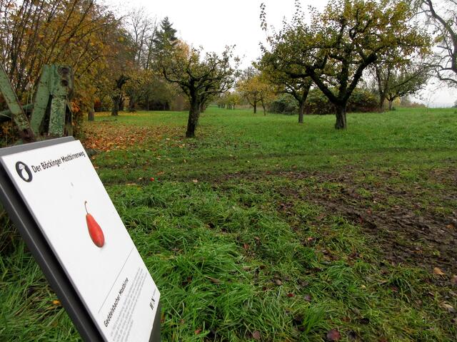 Auf dem Mostbirnenweg geht es nicht nur um Birnen, sondern um die Tradition des Obstanbaus. Bereits aus der Jungsteinzeit gibt es Nachweise in Böckingen. Die Römer brachten Obst und Trauben aus Italien mit und im Mittelalter organisiert Karl der Große systematisch den Obstbau.
Heute müssen wir aufpassen, dass die Streuobstwiesen nicht verloren gehen.