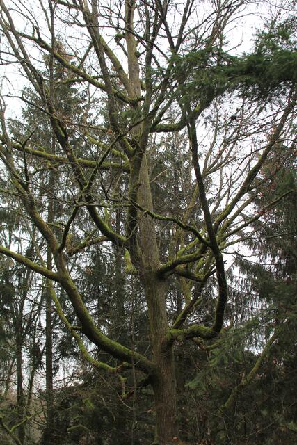 cooler Baum