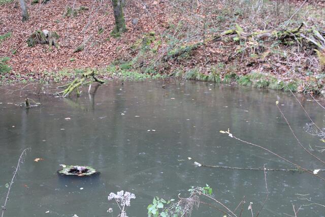 mitten im Wald