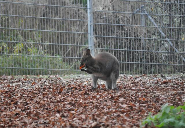 Man kann ja mal probieren ob so ein Blatt schmeckt | Foto: Daniela Somers