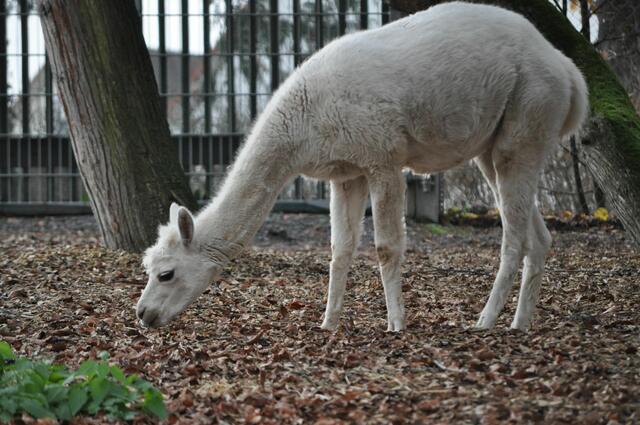Ob das Alpaka da noch was zum naschen findet? | Foto: Daniela Somers
