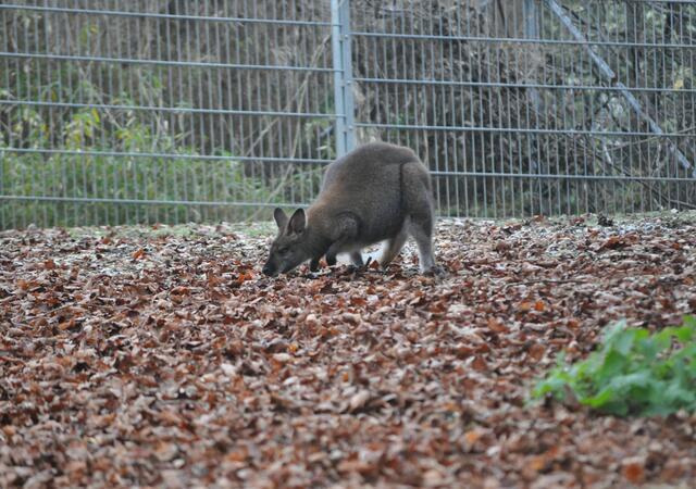 Auch Skippy war auf Futter suche | Foto: Daniela Somers