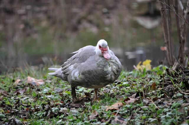 Ente im Schlosspark | Foto: Daniela Somers