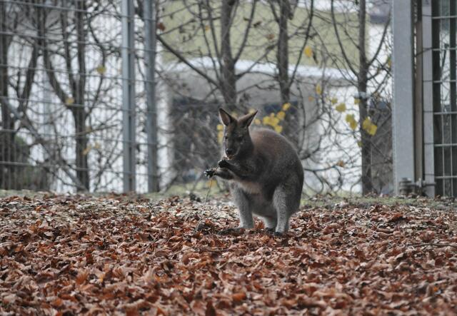 Auch das Ästchen wurde genau untersucht. | Foto: Daniela Somers