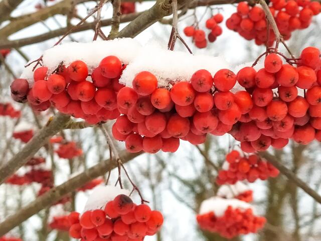 Wunderschöne leuchtend rote Vogelbeeren