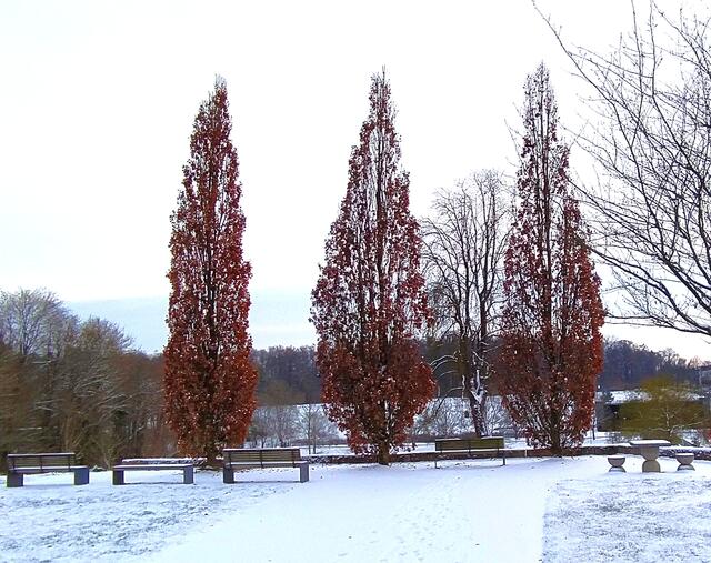 Verblüffend - diese Bäume tragen noch ein fast vollständiges Herbstkleid
