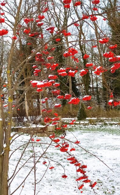 Rot geschmückte Vogelbeerbäume setzen schöne Farbakzente im winterlichen Salinenpark