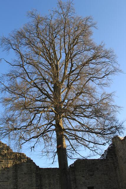 Burgruine Leofels