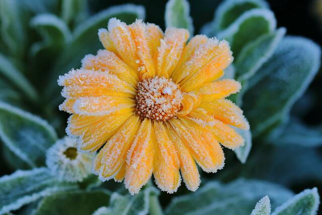 Bild des Monats Hohenlohe im Dezember 2022: "Frostige Blume" von Heimatreporter Martin Butz. | Foto: Martin Butz