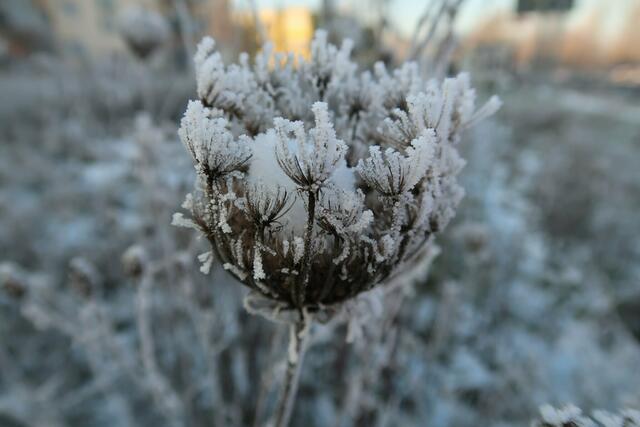 Bild des Monats Unterland/Kraichgau im Dezember 2022: "Eiskristalle" von Heimatreporter Eduard Warenik. | Foto: Eduard Warenik