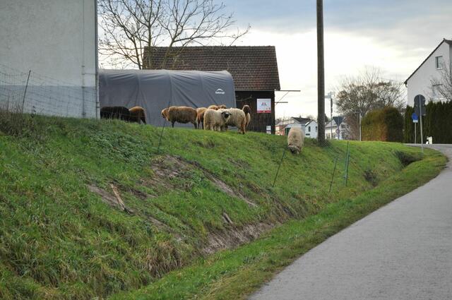 Schäfchen auf der Weide | Foto: Daniela Somers