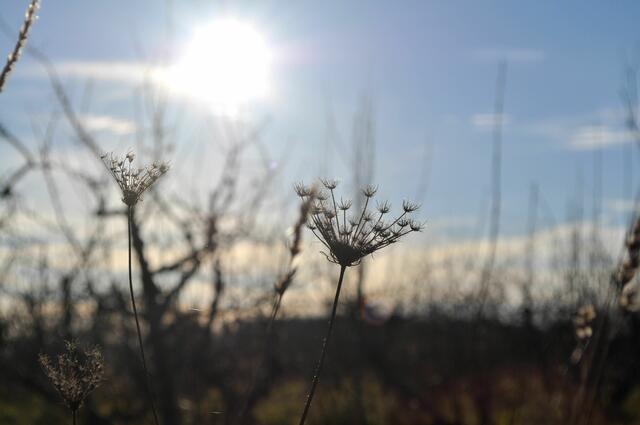 Verblühte wilde Möhre im Gegenlicht | Foto: Daniela Somers