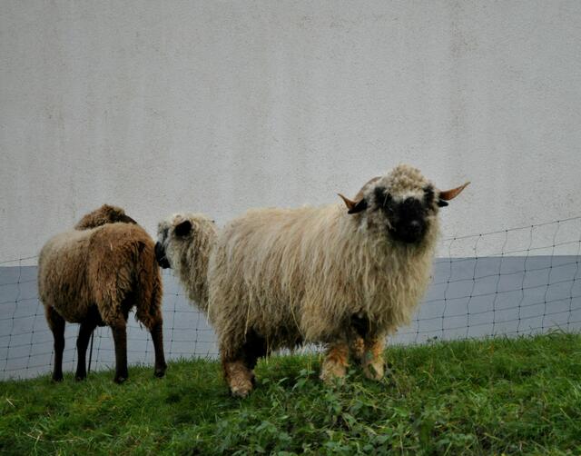 Schäfchen auf der Weide | Foto: Daniela Somers