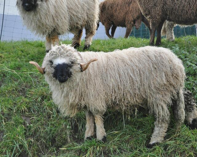 Schäfchen auf der Weide | Foto: Daniela Somers