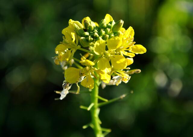 Senfblüte | Foto: Daniela Somers