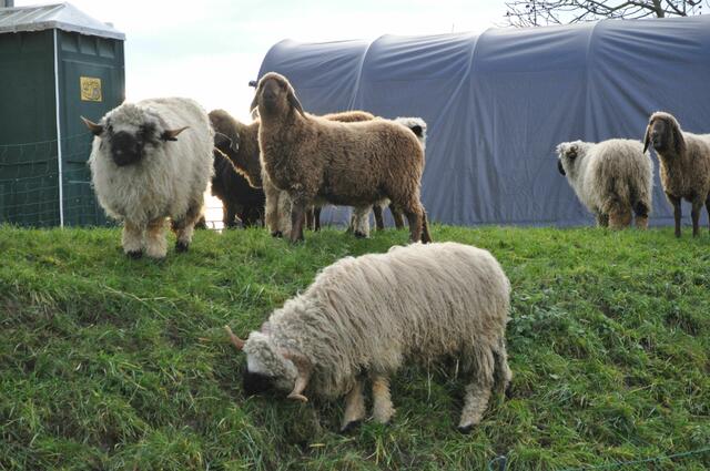 Schäfchen auf der Weide | Foto: Daniela Somers