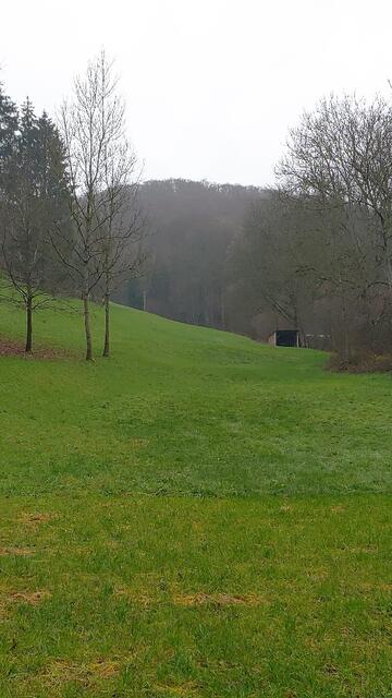 wunderschöne Wiese