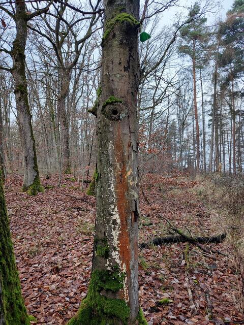 Maskenträger sind sogar in der Natur unterwegs und lassen ihren Unrat oftmals liegen... Dass aber Bäume mit dem Sondermüll beworfen werden, das sieht man zum Glück selten. Aber wie gesagt, unserer Wanderfreundin entgeht nichts. | Foto: Aurelia Kling
