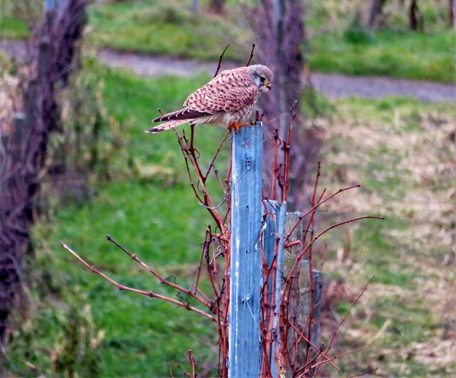 Turmfalke sucht im Weinberg sein Frühstück | Foto: Aurelia Kling