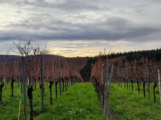 Gestartet wie immer um 9:00 Uhr, sieht es aus, als würde am Horizont vom Jungenberg aus gesehen, gerade erst die Sonne aufgehen. | Foto: Aurelia Kling