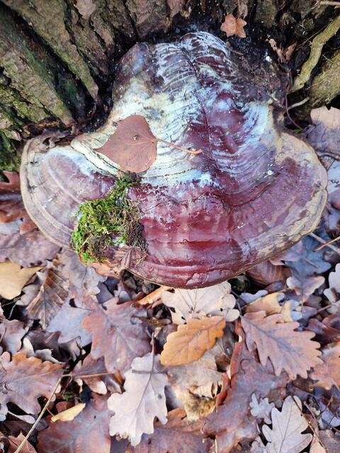 Bunt sind auch die Wälder im viel zu milden Winter | Foto: Aurelia Kling