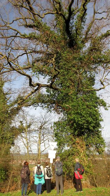 Die Salzeiche steht für den Salzhandel. Der nördlich davon gelegene Rennweg ist eine wichtige Transportstraße für den Salzhandel von Schwäbisch Hall in das Rheingebiet. Bedeutender ist sie heute als Lebensraum für Moose und Flechten. Spechten dient sie als Nisthöhle und Nahrungsquelle in Form von holzbewohnenden Larven