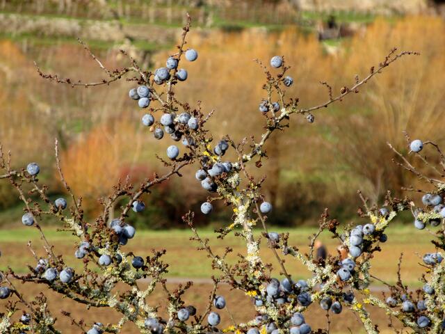 Schlehen, da könnte man noch Gelee kochen...