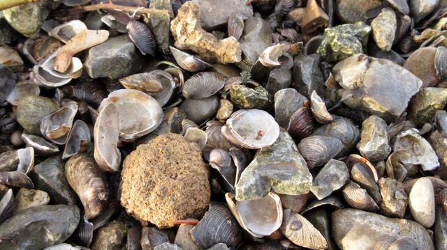 Muscheln