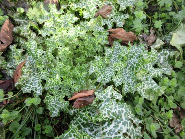 Eine syrische Kratzdistel, auch Zebradistel genannt. Sie gilt als Mittelmeerpflanze...
http://www.mittelmeerflora.de/Zweikeim/Asteraceae/notobasis.htm