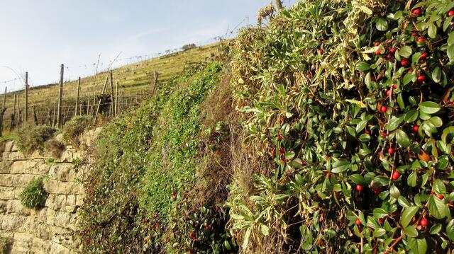 Die ersten Blaukissen blühen. Silvester 2022. Unglaublich