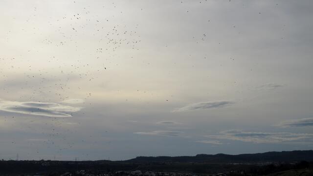 Vögel sammeln sich. Ob es doch bald kalt wird? Oder sind sie durch die ersten Böller aufgeschreckt?