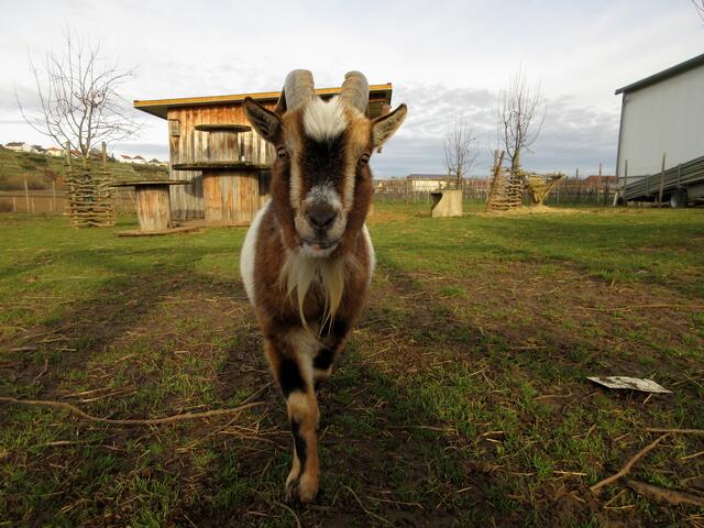 Neugierige Ziege?